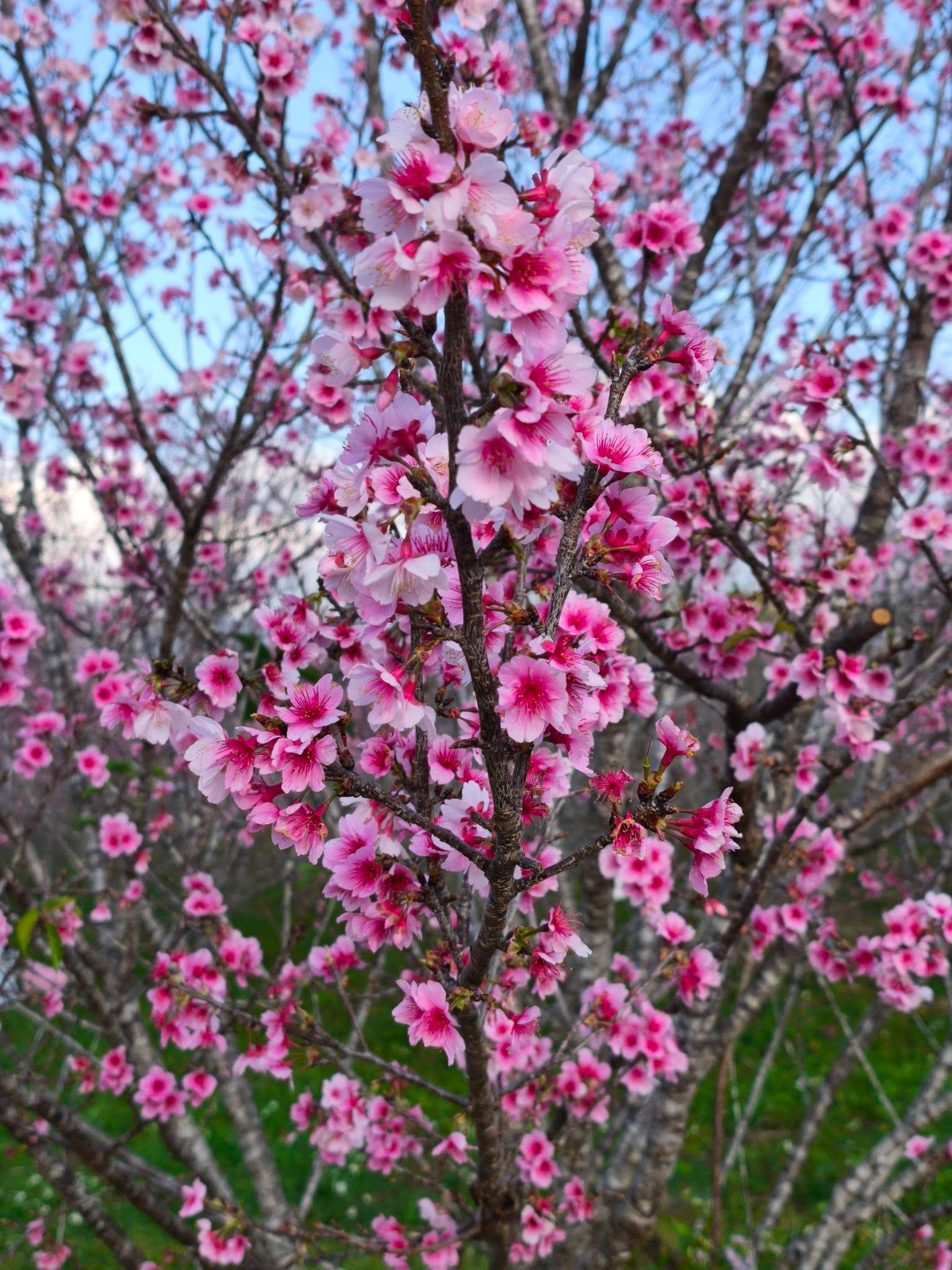 Theo Sở Văn hóa – Thể thao và Du lịch Điện Biên, Lễ hội hoa anh đào năm 2026 sẽ diễn ra từ 9 đến 11/1/2026 tại xã Mường Phăng, với chủ đề “Mường Phăng vào xuân – Hoa anh đào khoe sắc”. Sự kiện hứa hẹn trở thành điểm nhấn du lịch đầu năm, thu hút du khách cả nước đến trải nghiệm thiên nhiên và văn hóa độc đáo của vùng Tây Bắc. Ảnh