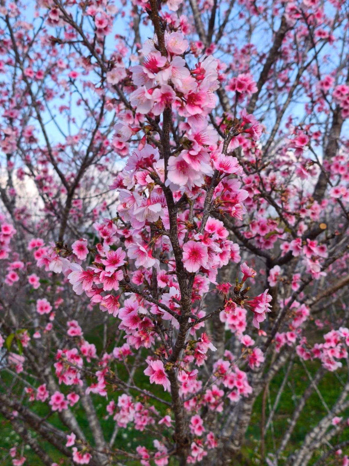 Theo Sở Văn hóa – Thể thao và Du lịch Điện Biên, Lễ hội hoa anh đào năm 2026 sẽ diễn ra từ 9 đến 11/1/2026 tại xã Mường Phăng, với chủ đề “Mường Phăng vào xuân – Hoa anh đào khoe sắc”. Sự kiện hứa hẹn trở thành điểm nhấn du lịch đầu năm, thu hút du khách cả nước đến trải nghiệm thiên nhiên và văn hóa độc đáo của vùng Tây Bắc. Ảnh