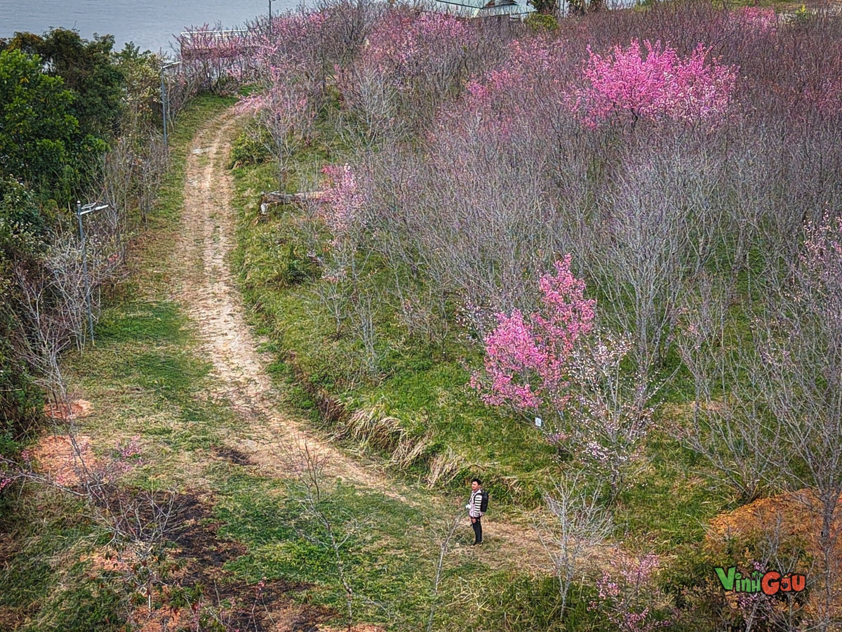 Vé tham quan hiện là 50.000 đồng/lượt, vừa hợp lý vừa giúp bảo vệ khu vực trồng hoa. Ảnh Vinh Gấu