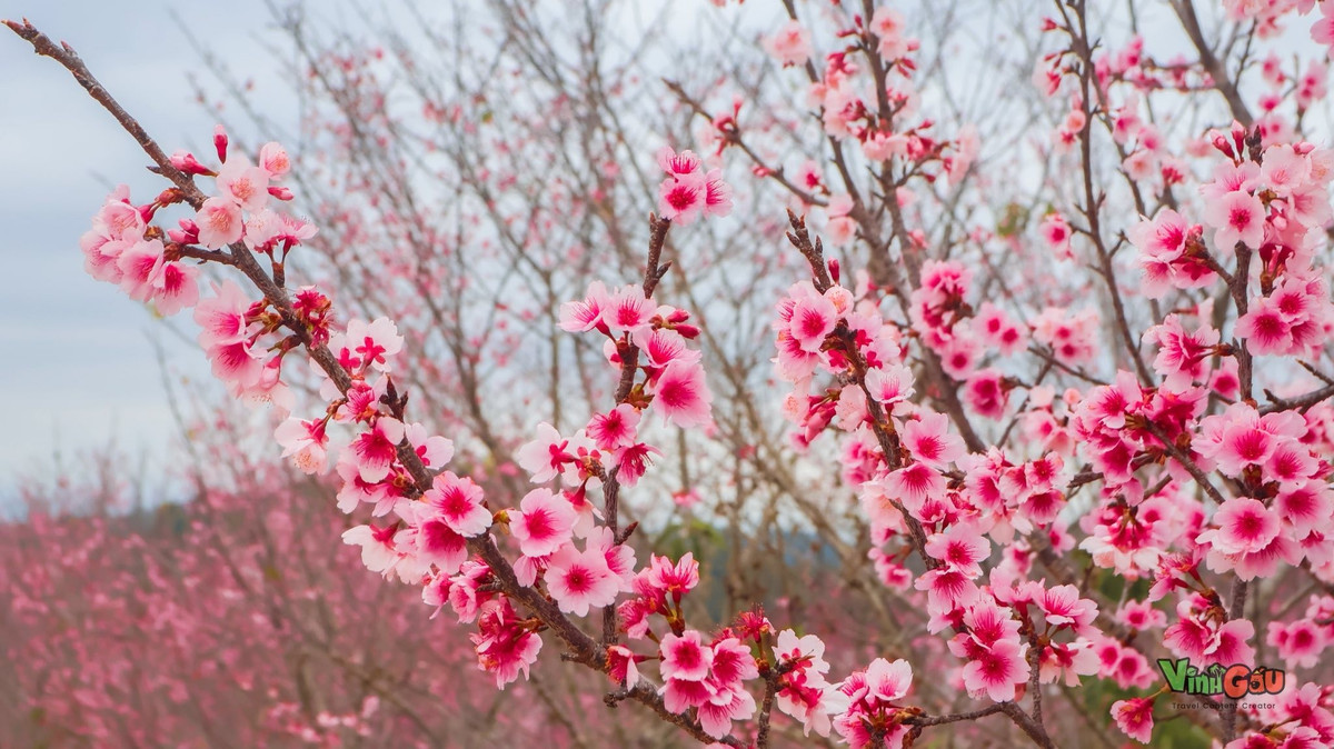Mùa hoa anh đào ở Mường Phăng kéo dài khoảng 2 tháng, và Tết Nguyên đán là thời điểm đẹp nhất để chiêm ngưỡng toàn bộ vẻ rực rỡ của loài hoa này. Dịp Tết Dương lịch 2026, du khách sẽ có cơ hội hòa mình vào không khí mùa xuân núi rừng, vừa thưởng lãm hoa, vừa tận hưởng tiết trời mát lành, dễ chịu. Ảnh Vinh Gấu