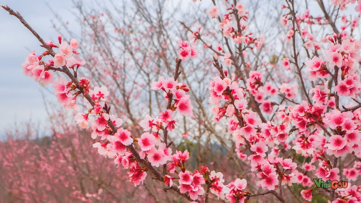 Mùa hoa anh đào ở Mường Phăng kéo dài khoảng 2 tháng, và Tết Nguyên đán là thời điểm đẹp nhất để chiêm ngưỡng toàn bộ vẻ rực rỡ của loài hoa này. Dịp Tết Dương lịch 2026, du khách sẽ có cơ hội hòa mình vào không khí mùa xuân núi rừng, vừa thưởng lãm hoa, vừa tận hưởng tiết trời mát lành, dễ chịu. Ảnh Vinh Gấu