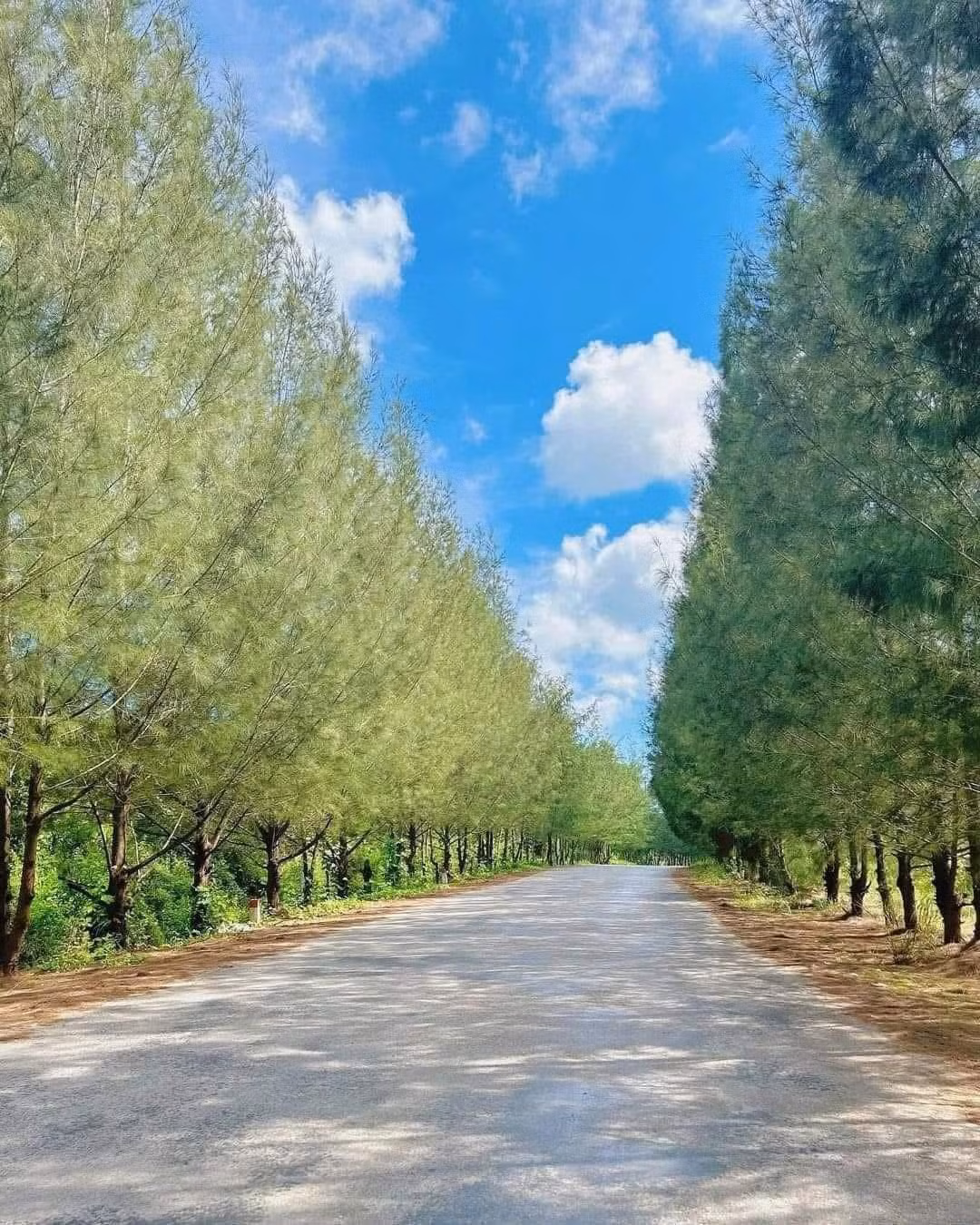 i. Sáng sớm, dạo bước men theo bãi biển Quan Lạn hay Minh Châu, lắng nghe tiếng chim gọi bạn và tiếng gió xào xạc, du khách có thể dễ dàng tìm thấy sự bình yên cho riêng mình. Đặc biệt vào những ngày nắng đẹp, bình minh nơi đây lên rất nhanh, rọi ánh vàng lên nền cát trắng mịn và mặt biển trong veo như pha lê. Ảnh Hải Linh