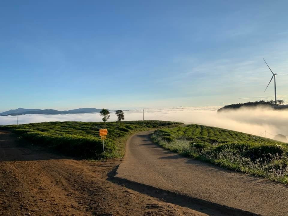 View - Đồi chè Cầu Đất điểm 'săn' bình minh khiến du khách mê mẩn | Báo Tri thức và Cuộc sống - TIN TỨC PHỔ BIẾN KIẾN THỨC 24H