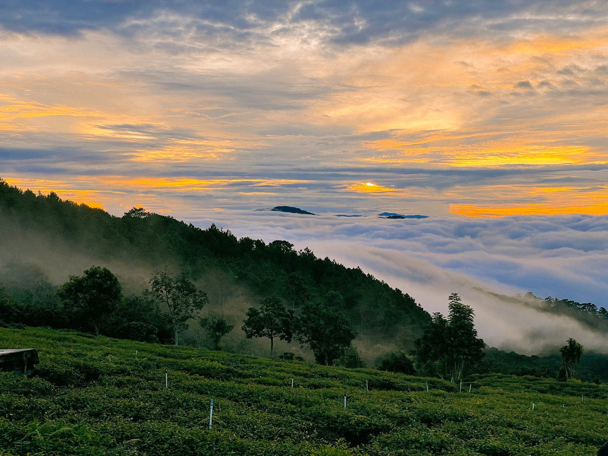 View - Đồi chè Cầu Đất điểm 'săn' bình minh khiến du khách mê mẩn | Báo Tri thức và Cuộc sống - TIN TỨC PHỔ BIẾN KIẾN THỨC 24H