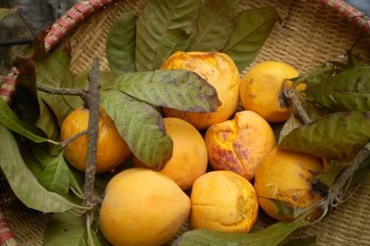 Ở nước ngoài, lê ki ma được biết đến với tên gọi lucuma và thường được chế biến thành bột dùng trong sinh tố, bánh hoặc thực phẩm bổ sung dinh dưỡng. Ảnh Internet