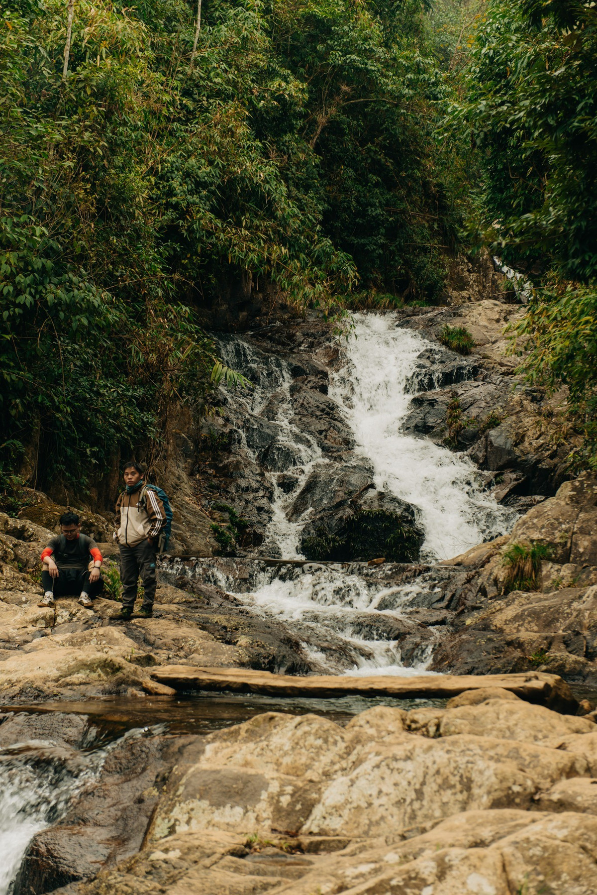 Ở những đoạn rừng thoáng, dương xỉ mọc thành từng mảng lớn, xanh mướt và tràn đầy sức sống. Xen kẽ là các loài cây đặc trưng của rừng núi cao như đỗ quyên, phong rừng, góp phần làm nên hệ sinh thái đa tầng hiếm gặp. Ảnh FB Hieu Vu