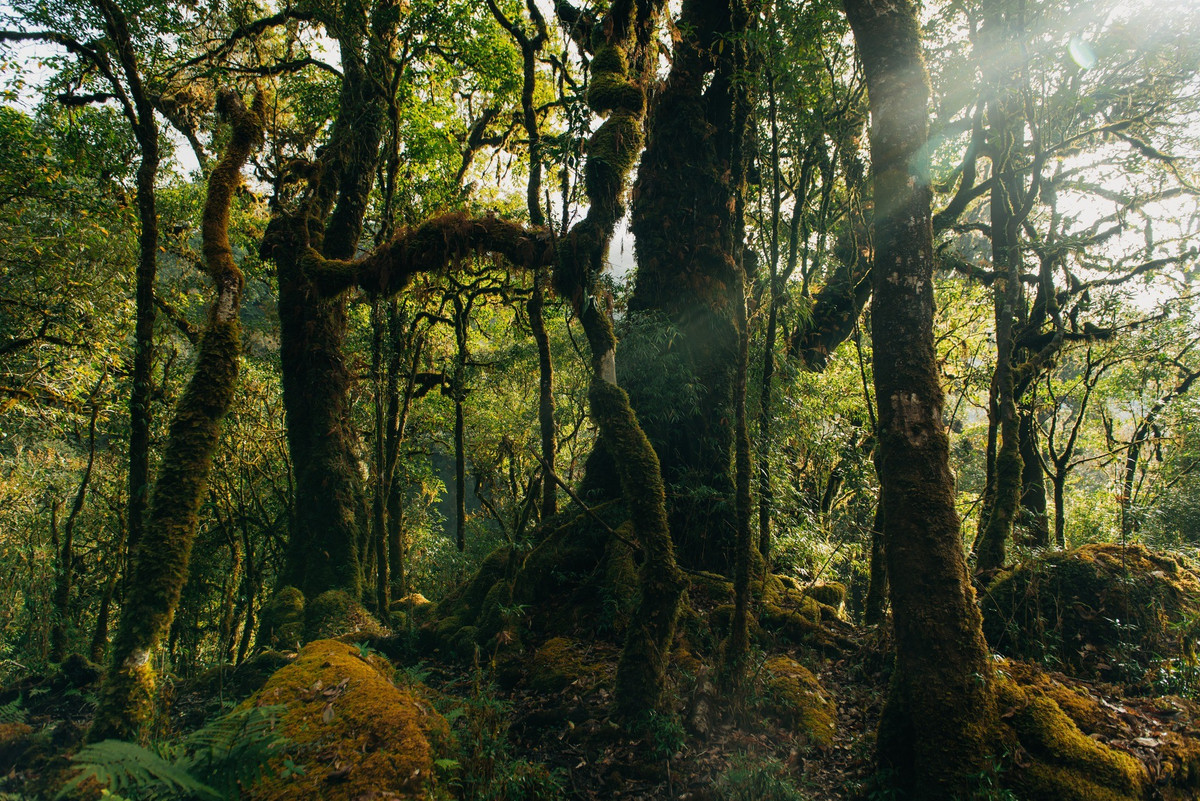 Hành trình lên Sa Mu đưa du khách bước vào một thế giới hoàn toàn khác – nơi ánh sáng lọt qua tán cây già, phản chiếu lên những thân gỗ phủ kín rêu, tạo nên không gian vừa u tịch vừa cuốn hút. Con đường mòn len lỏi qua rừng trúc, vượt suối nhỏ, băng qua các thác nước ẩn mình giữa vách đá. Ảnh FB Hieu Vu
