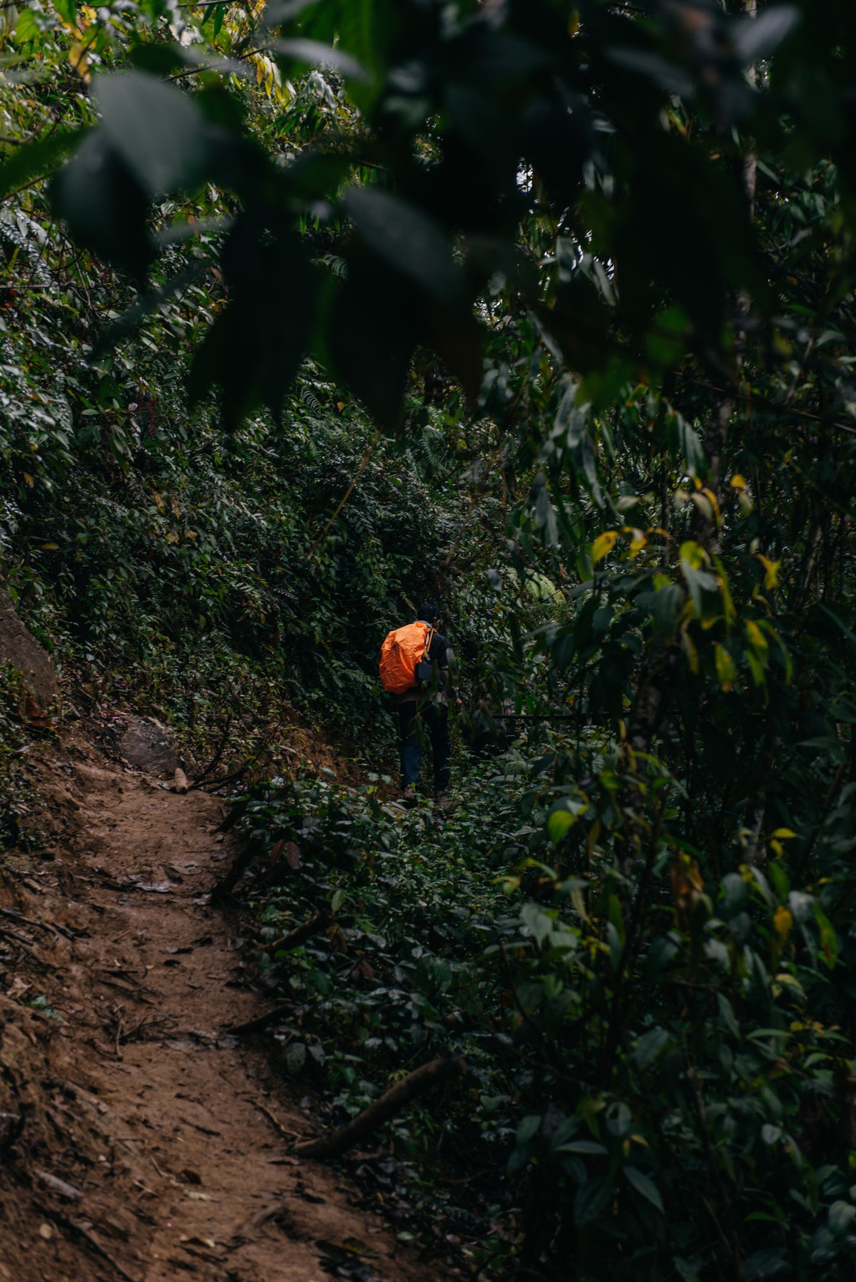 Với độ cao 2.756m, Sa Mu - U Bò được xem là một trong những điểm săn mây đẹp của Tà Xùa, đồng thời là đỉnh núi cao thứ ba của Sơn La. Dù chỉ mới được cắm chóp cuối năm 2022, nơi đây nhanh chóng thu hút cộng đồng trekking nhờ cảnh sắc hoang sơ và cung đường không quá khắc nghiệt. Ảnh FB Hieu Vu