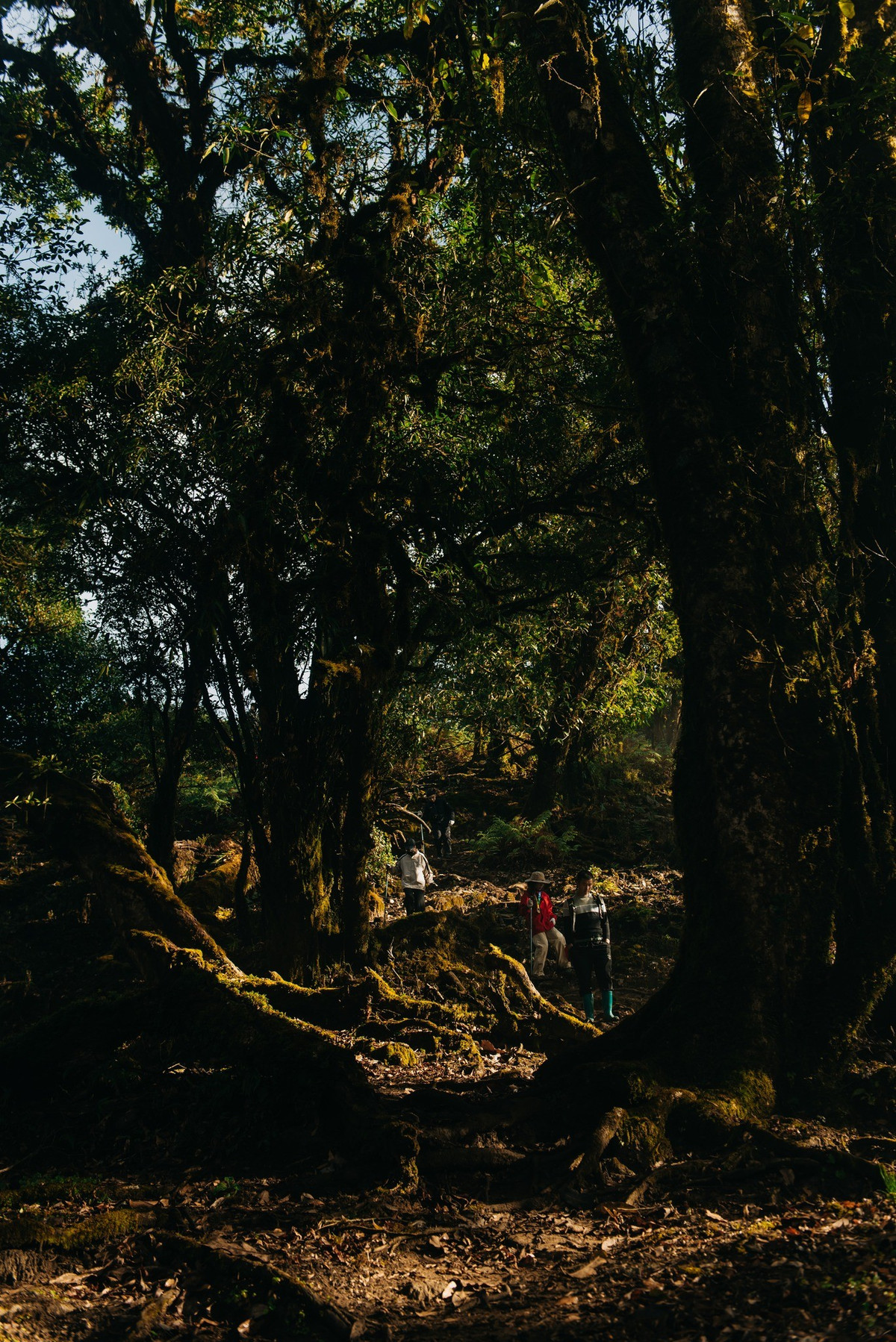 Hành trình lên Sa Mu đưa du khách bước vào một thế giới hoàn toàn khác – nơi ánh sáng lọt qua tán cây già, phản chiếu lên những thân gỗ phủ kín rêu, tạo nên không gian vừa u tịch vừa cuốn hút. Con đường mòn len lỏi qua rừng trúc, vượt suối nhỏ, băng qua các thác nước ẩn mình giữa vách đá. Ảnh FB Hieu Vu
