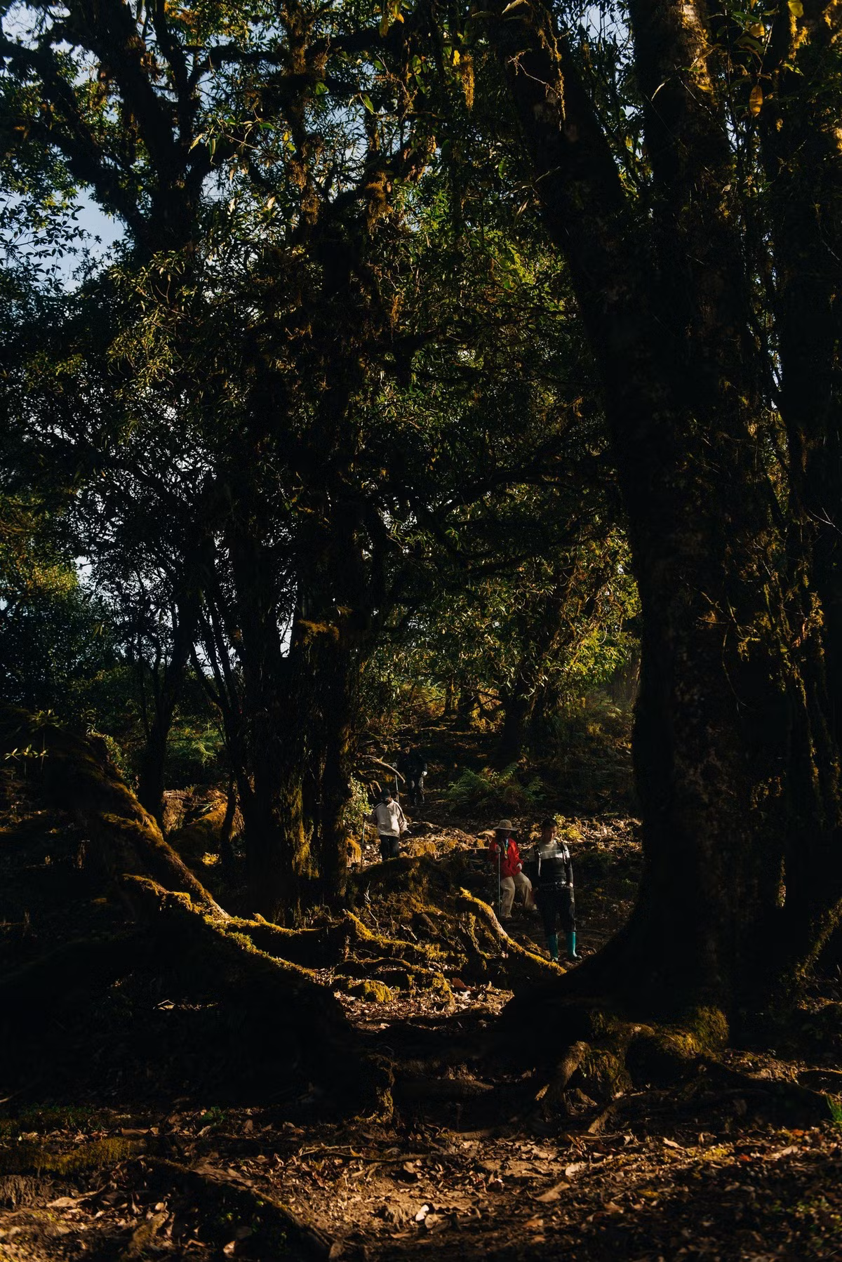 Hành trình lên Sa Mu đưa du khách bước vào một thế giới hoàn toàn khác – nơi ánh sáng lọt qua tán cây già, phản chiếu lên những thân gỗ phủ kín rêu, tạo nên không gian vừa u tịch vừa cuốn hút. Con đường mòn len lỏi qua rừng trúc, vượt suối nhỏ, băng qua các thác nước ẩn mình giữa vách đá. Ảnh FB Hieu Vu
