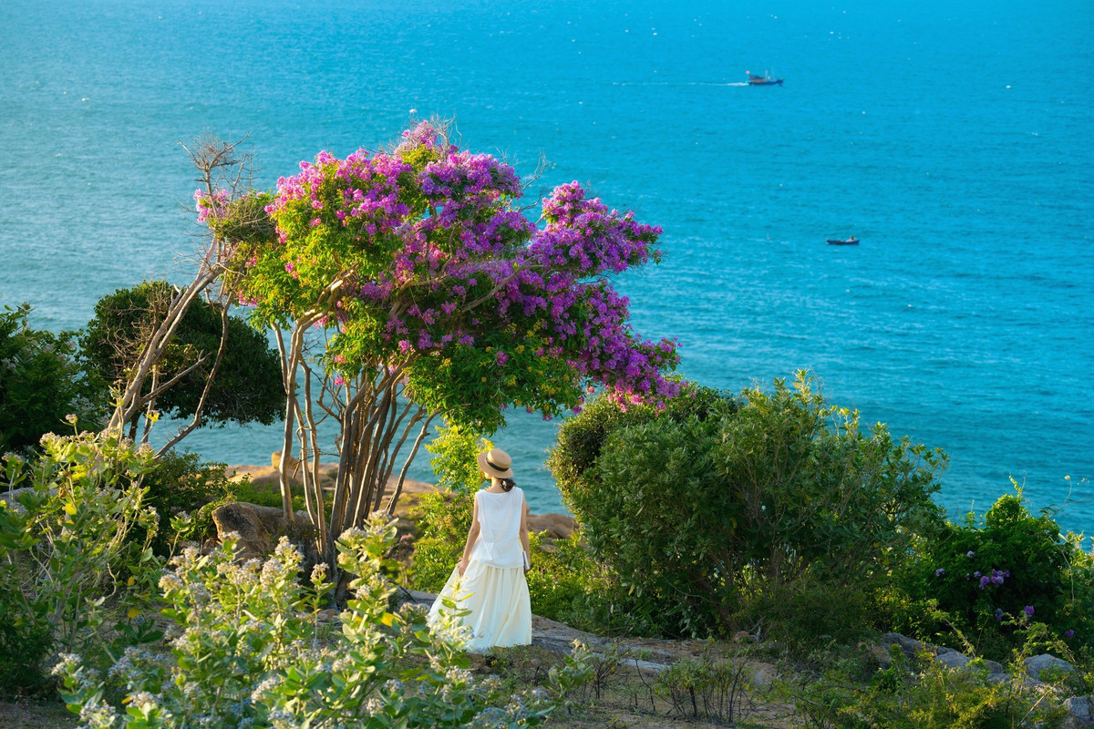 Nằm cách thành phố Phan Rang khoảng 30km, Mũi Dinh thuộc địa phận xã Phước Dinh, huyện Thuận Nam. Đây vốn là tọa độ “chill” quen thuộc với dân mê xê dịch nhờ vào bãi biển còn hoang sơ, những con đường cát trắng uốn lượn giữa núi đồi và hải đăng Mũi Dinh cổ kính. Tuy nhiên, năm nay, sắc tím của những tán bằng lăng bất ngờ trở thành điểm nhấn khiến nơi này “gây sốt” trên các diễn đàn du lịch. Ảnh Trần Mỹ Duyên