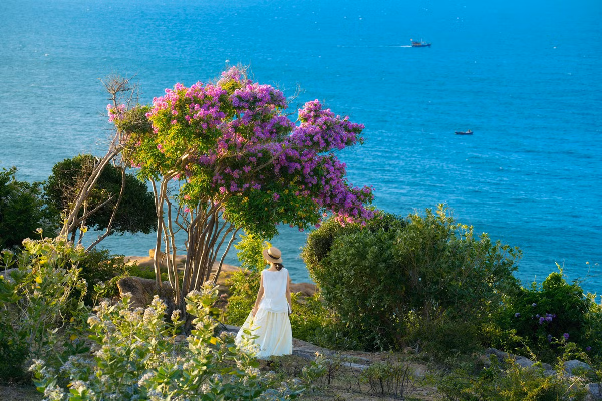 Nằm cách thành phố Phan Rang khoảng 30km, Mũi Dinh thuộc địa phận xã Phước Dinh, huyện Thuận Nam. Đây vốn là tọa độ “chill” quen thuộc với dân mê xê dịch nhờ vào bãi biển còn hoang sơ, những con đường cát trắng uốn lượn giữa núi đồi và hải đăng Mũi Dinh cổ kính. Tuy nhiên, năm nay, sắc tím của những tán bằng lăng bất ngờ trở thành điểm nhấn khiến nơi này “gây sốt” trên các diễn đàn du lịch. Ảnh Trần Mỹ Duyên