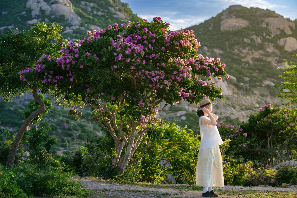 Thời điểm hoa bằng lăng nở đẹp nhất là từ giữa tháng 7 đến đầu tháng 8. Hoa nở trong khoảng 2–3 tuần rồi nhanh chóng tàn nên nếu muốn “bắt trọn khoảnh khắc”, du khách nên lên lịch sớm. Ảnh Trần Mỹ Duyên