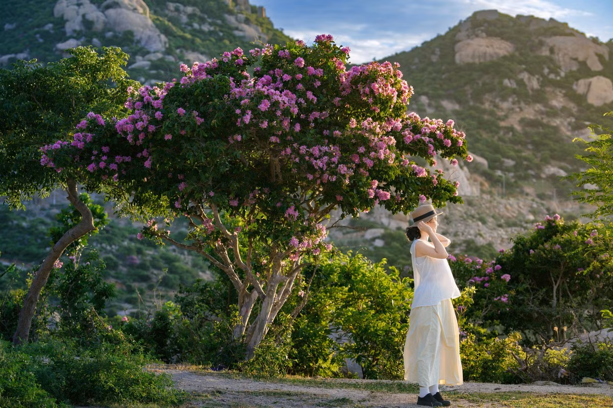 Thời điểm hoa bằng lăng nở đẹp nhất là từ giữa tháng 7 đến đầu tháng 8. Hoa nở trong khoảng 2–3 tuần rồi nhanh chóng tàn nên nếu muốn “bắt trọn khoảnh khắc”, du khách nên lên lịch sớm. Ảnh Trần Mỹ Duyên