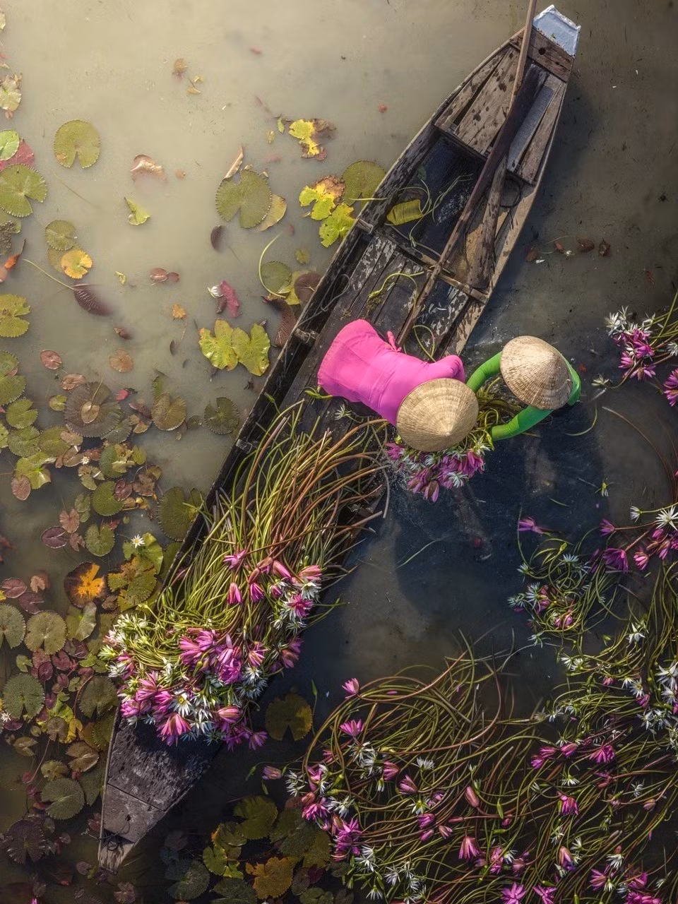 Nhìn từ trên cao, những thảm hoa trải dài như tấm lụa mềm phủ kín ao hồ, xen giữa là bóng dáng con người thoáng ẩn hiện trong làn sương sớm, khiến khung cảnh trở nên thơ mộng như một bức tranh thủy mặc. Ảnh Nguyễn Khánh Vũ Khoa