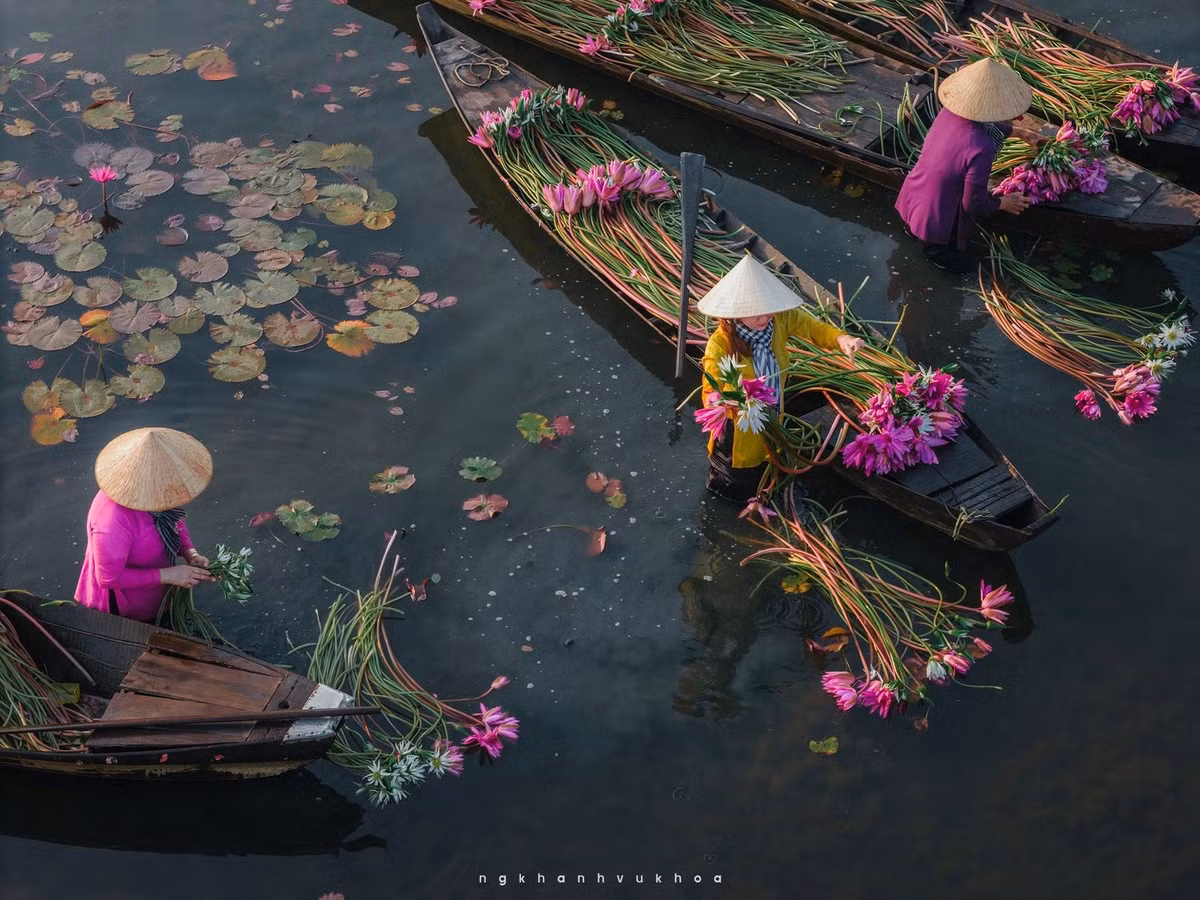 Để chuyến đi trọn vẹn, du khách nên ghé Tây Ninh vào buổi sáng sớm từ 5 đến 7 giờ, khi hoa súng nở rộ nhất trong ngày. Trang phục nên nhẹ nhàng, có thể chọn áo bà ba hoặc áo dài trắng kết hợp nón lá để hòa hợp với khung cảnh. Ảnh Nguyễn Khánh Vũ Khoa