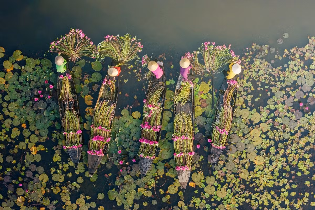 Từ sáng tinh mơ, khi mặt trời vừa hé rạng, những chiếc xuồng ba lá đã bắt đầu len lỏi giữa đầm nước. Người dân trong bộ áo bà ba, đầu đội nón lá khẽ cúi mình hái hoa, từng bó súng tươi được gom lại, tỏa hương dịu nhẹ trên mặt nước. Ảnh Nguyễn Khánh Vũ Khoa