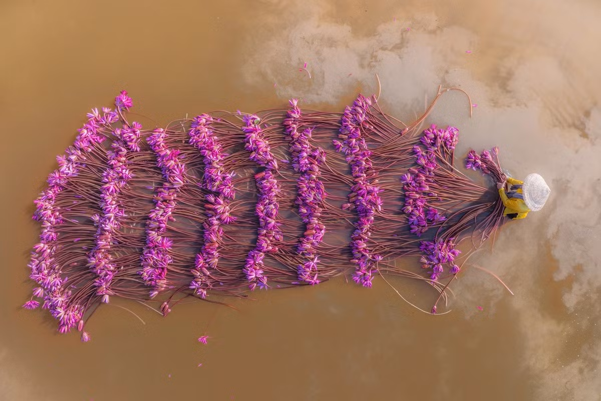 Người dân địa phương vẫn thường nói, mùa hoa súng là mùa của an yên, bởi chỉ cần nhìn những bông hoa thanh khiết bung nở giữa mặt nước tĩnh lặng, mọi muộn phiền như tan biến. Ảnh Nguyễn Khánh Vũ Khoa