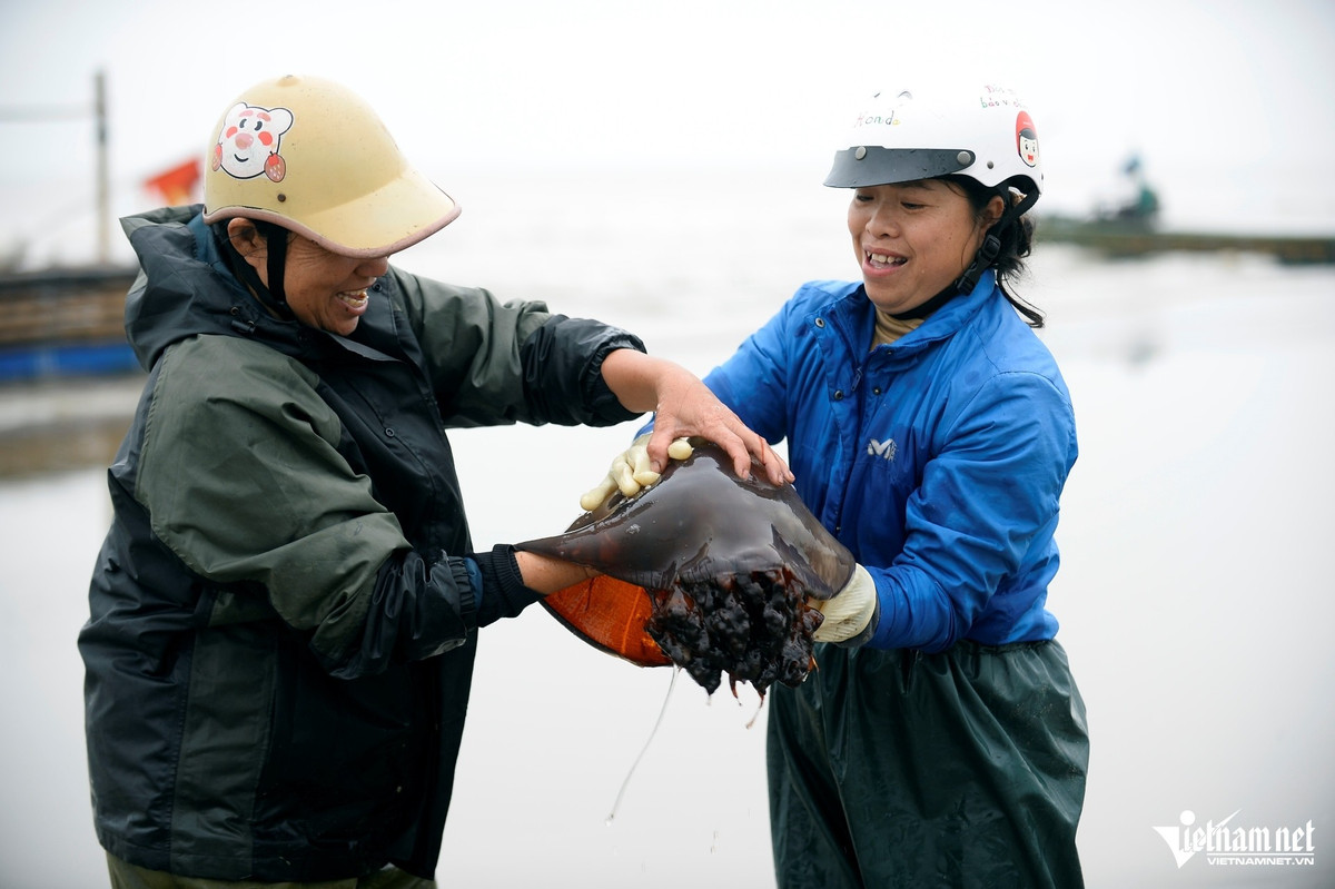 Trong các loại sứa biển, sứa đỏ được xem là hiếm và có giá trị kinh tế cao hơn sứa trắng nhờ thân dày và chất lượng tốt. Vì vậy, loại sứa này thường được thương lái thu mua với giá cao hơn. Ảnh Vietnamnet
