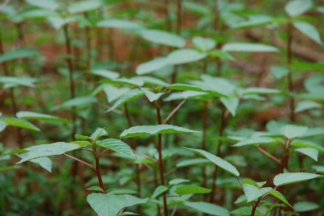 Rau đay là loại rau quen thuộc trong bữa cơm mùa hè của người Việt, dễ trồng và sinh trưởng nhanh. Tại các chợ dân sinh, rau đay thường được bán với giá chỉ từ 3.000 – 10.000 đồng/mớ, tương đương khoảng 15.000 – 30.000 đồng/kg tùy thời điểm. Ảnh Internet