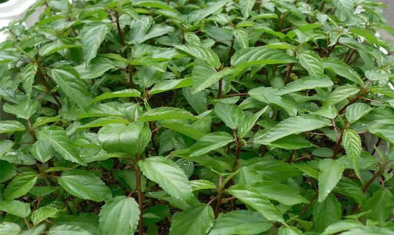 Với mức giá thấp và nguồn cung dồi dào, rau đay lâu nay chủ yếu phục vụ tiêu dùng nội địa, chưa được chú trọng phát triển thành sản phẩm hàng hóa có giá trị cao. Ảnh TPDX