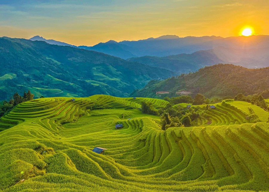 Khi nắng sớm chiếu xuống từng bậc thang vàng rực mùa lúa chín (tháng 9–10), cả thung lũng như bừng sáng. Trên các ngọn đồi, những homestay nhỏ xinh xuất hiện, mang đến tầm nhìn toàn cảnh tuyệt đẹp. Ảnh Phuong Le