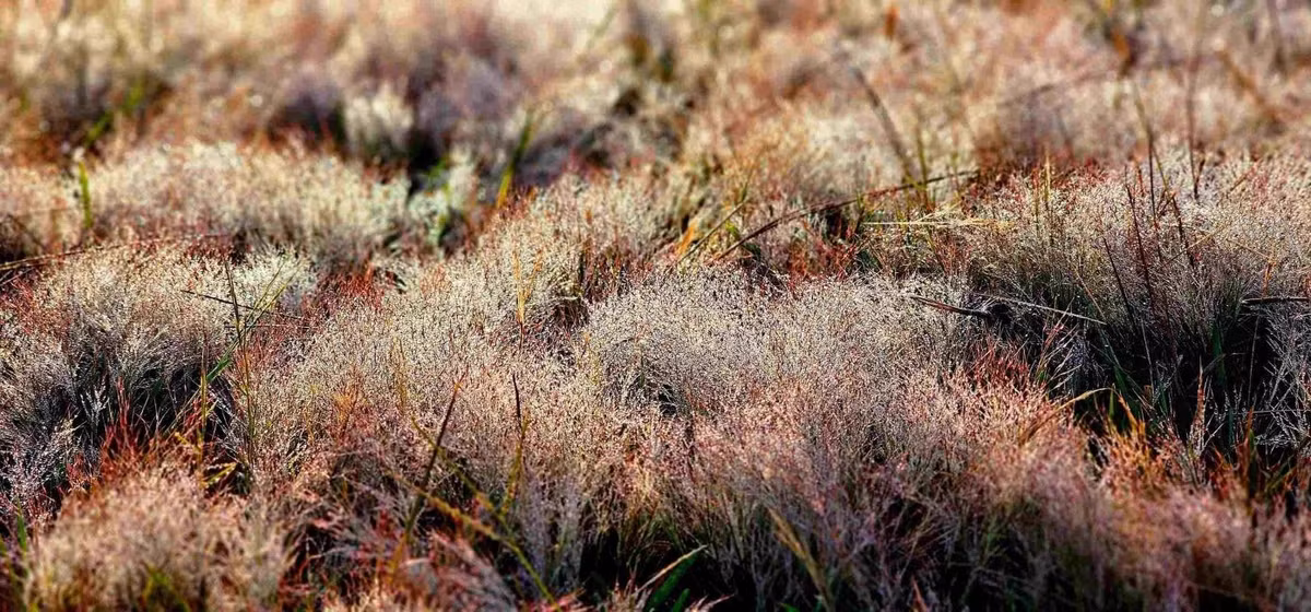 Sáng cuối, ngắm bình minh trên đồi cỏ hồng Suối Vàng, rồi ghé Thung Lũng Vàng hoặc Làng Cù Lần trước khi rời thành phố. Đừng quên mua mứt, hồng sấy, atiso hoặc cà phê làm quà. Ảnh Bảo Ân