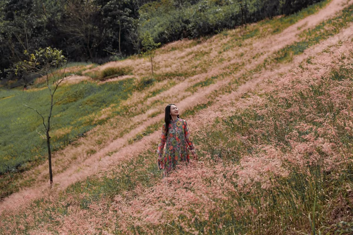 Đến Đà Lạt vào thời điểm cuối năm, du khách dễ dàng bắt gặp hình ảnh những đồi cỏ hồng trải dài như tấm thảm mịn phủ sương sớm. Khi ánh nắng đầu ngày khẽ chiếu xuống, những giọt sương li ti phản chiếu ánh sáng tạo nên hiệu ứng lung linh tựa tuyết phủ, vì vậy người dân địa phương còn gọi đây là “mùa cỏ tuyết”. Ảnh Nguyễn Tien Dat