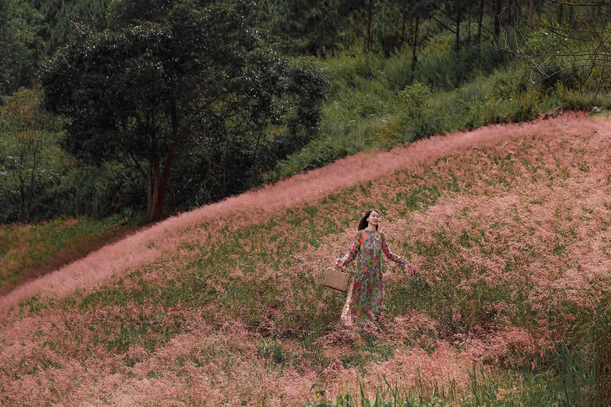 Các đồi cỏ hồng thường mọc tự nhiên trên những triền đồi thoai thoải hoặc len giữa rừng thông, tạo nên khung cảnh nên thơ đặc trưng chỉ có ở xứ lạnh Đà Lạt. Mỗi khóm cỏ mọc dày, thấp và lan rộng, khi nở rộ tạo thành thảm hồng nhẹ nhàng, điểm xuyết giữa nền xanh bạt ngàn của rừng thông và hồ nước trong veo. Ảnh Nguyễn Tien Dat