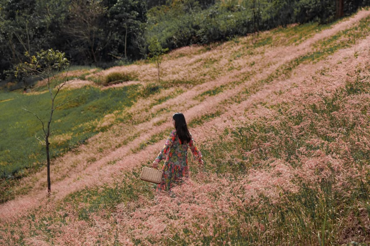 Những địa điểm được du khách yêu thích nhất để ngắm cỏ hồng là khu vực Thung Lũng Vàng, đồi cỏ gần hồ Đankia – Suối Vàng và ven hồ Tuyền Lâm. Ảnh Nguyễn Tien Dat