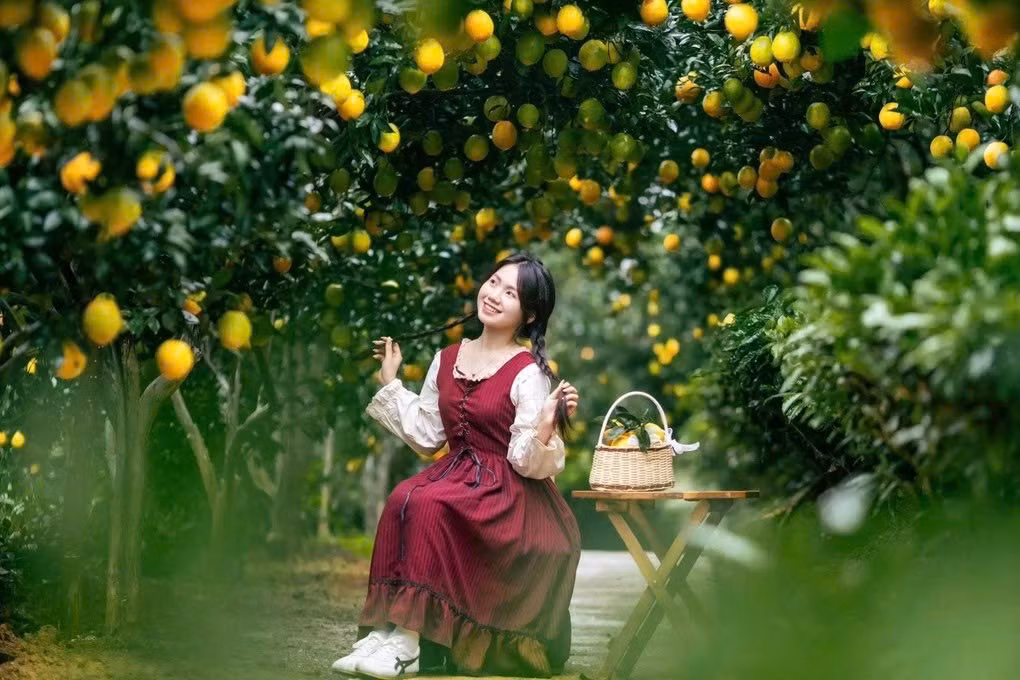 Du khách nên chọn trang phục sáng màu, mang giày thể thao hoặc dép chắc chắn để di chuyển dễ dàng, đồng thời tôn trọng vườn và cây cối để trải nghiệm được trọn vẹn. Ảnh Vườn cam Ly