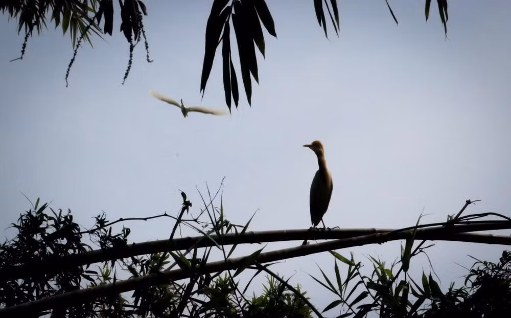 Việt Nam sở hữu hệ sinh thái đa dạng, là nơi cư trú của nhiều loài chim quý hiếm. Từ các vườn quốc gia miền Bắc đến khu bảo tồn thiên nhiên miền Nam, du khách yêu thiên nhiên có thể kết hợp du lịch sinh thái với trải nghiệm quan sát và “săn” những bức ảnh độc đáo về các loài chim. Ảnh Vietnamplus