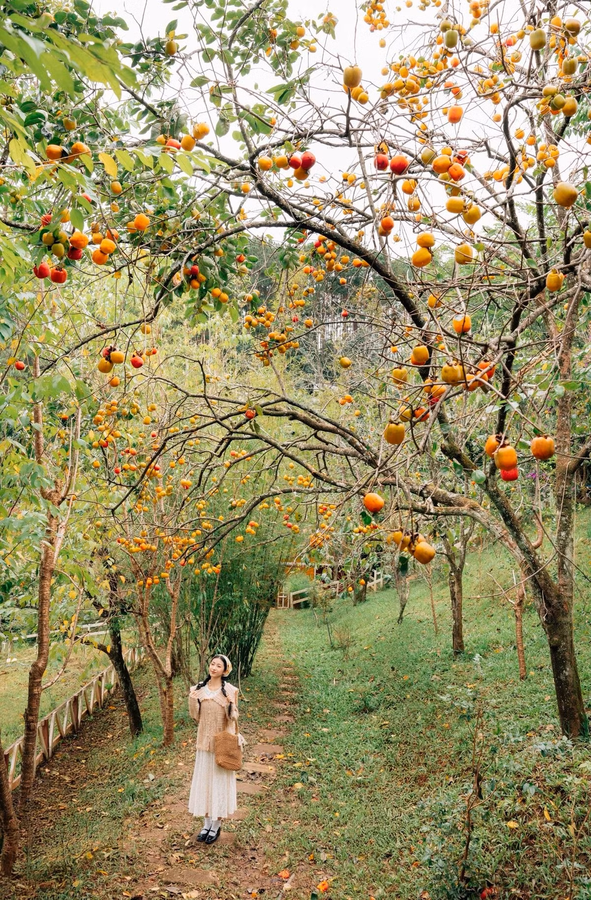 Không chỉ để chụp ảnh, mùa hồng còn là dịp để du khách thưởng thức vị ngọt giòn của trái hồng tươi ngay tại vườn. Ảnh Đồng Ngô