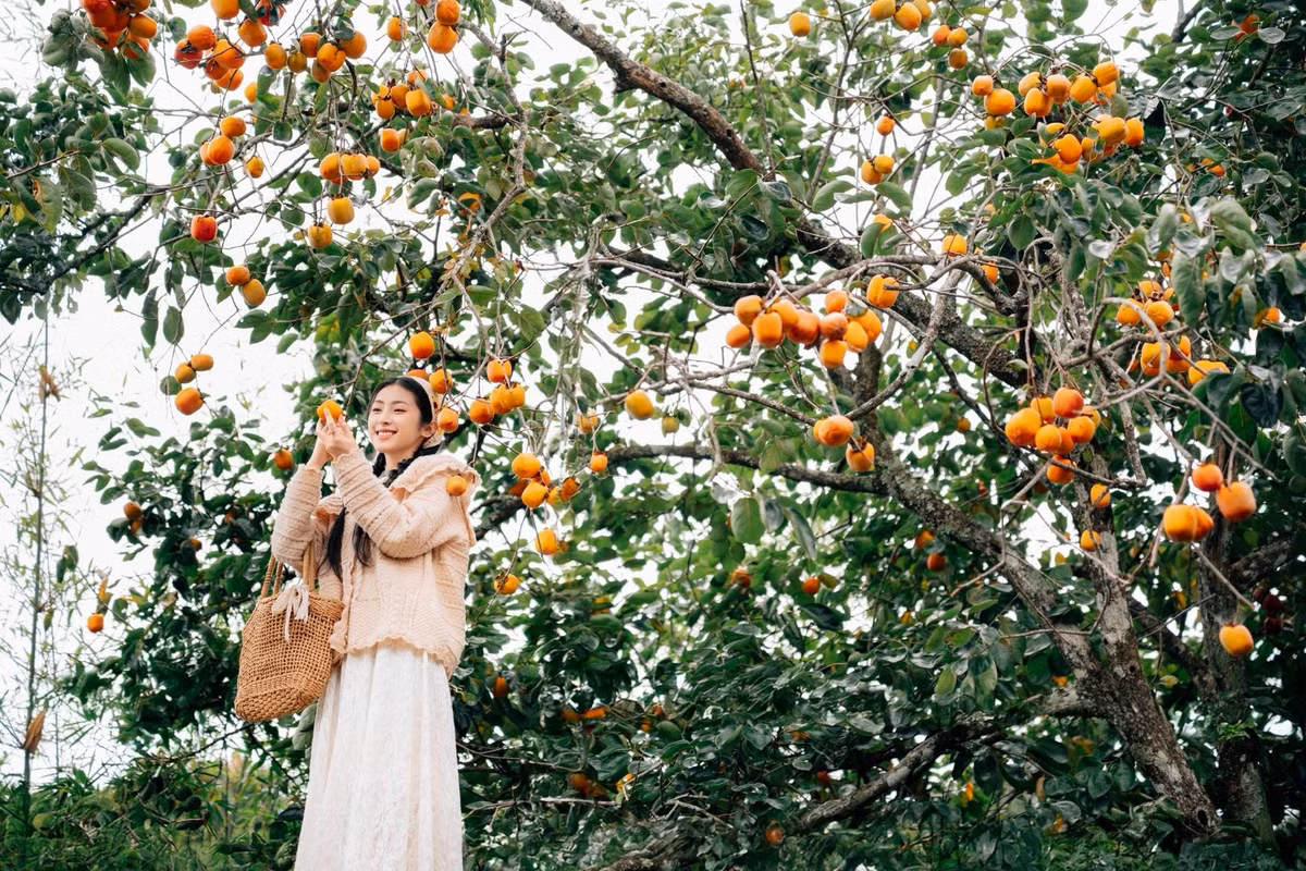 Đây cũng là thời điểm đẹp nhất để ghi lại những khung hình 'mùa hồng' một đặc sản rất riêng của phố núi vào dịp cuối năm. Ảnh Đồng Ngô