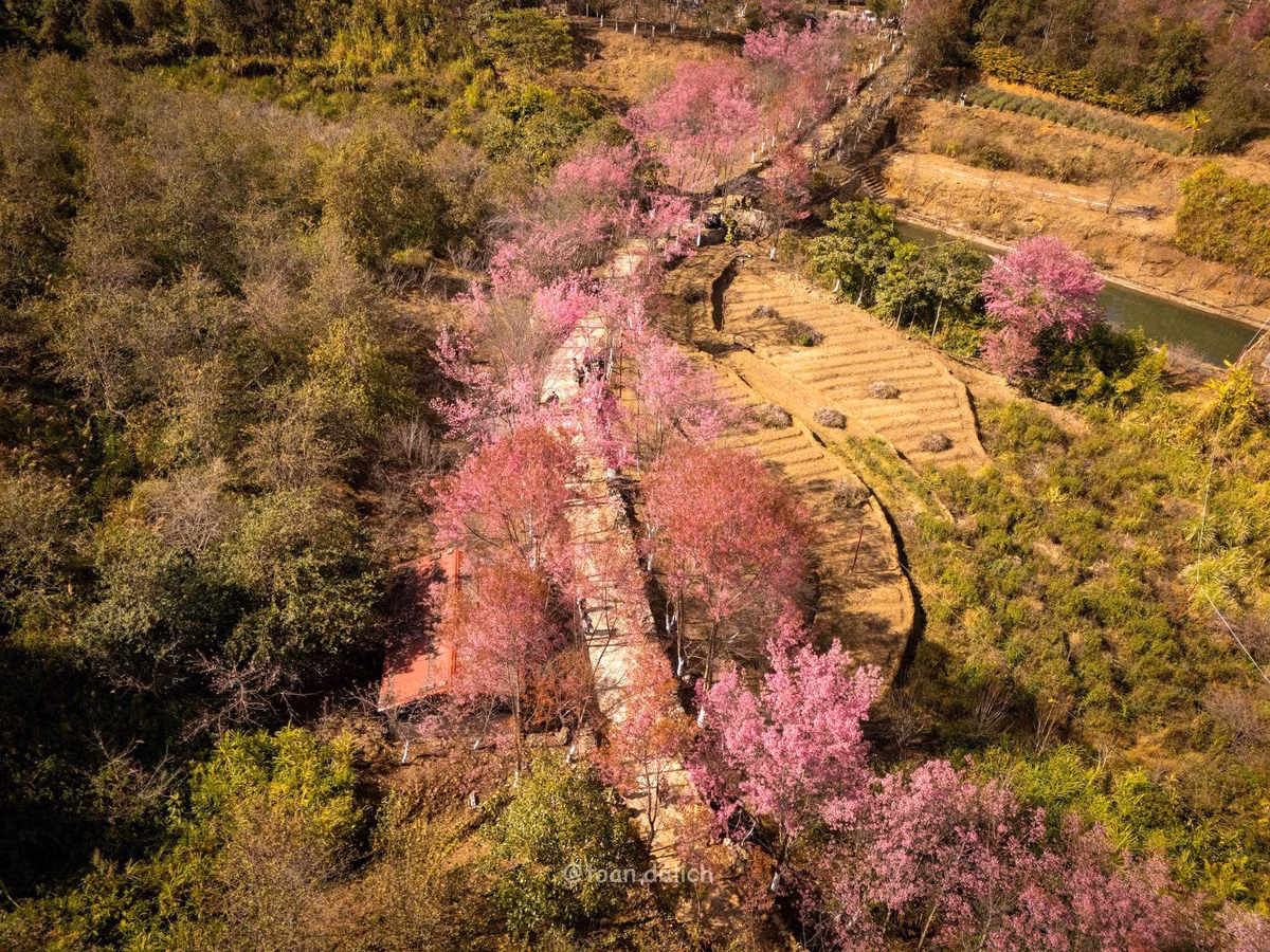 Trong ngày đầu tiên, du khách có thể ghé Móng Ngựa – điểm nằm gần trung tâm, nổi bật với cây hoa Tớ Dày cổ thụ đang nở rộ. Từ đây, hành trình tiếp tục tới Háng Gằng, cách trung tâm khoảng 17 km. Đây được xem là điểm hoa đẹp nhất mùa này, với cả cung đường hoa nở đều, không gian rộng và ít đông đúc. Buổi chiều, du khách di chuyển theo hướng La Pán Tẩn, dừng chân tại Trống Tông để ngắm những sườn đồi hoa Tớ Dày trong ánh hoàng hôn. Ảnh Quốc Toản