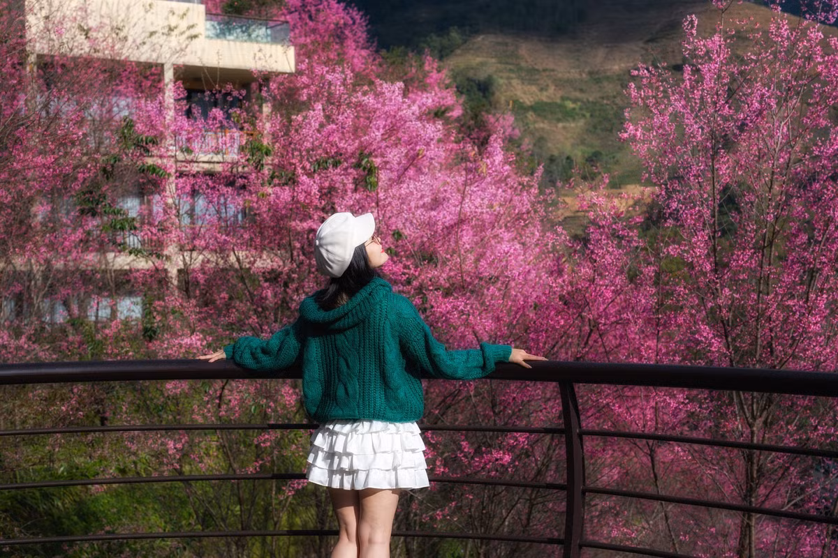 Hoa Tớ Dày loài hoa gắn với cây sơn tra rừng thường nở từ cuối tháng 12 đến trung tuần tháng 1. Không rực rỡ, ồn ào, hoa bung nở lặng lẽ trên những triền đồi cao, ven đường hoặc trong các bản làng người Mông, tạo nên khung cảnh mộc mạc, rất đặc trưng của Mù Cang Chải mùa xuân sớm. Ảnh Lê Huy Hoàng