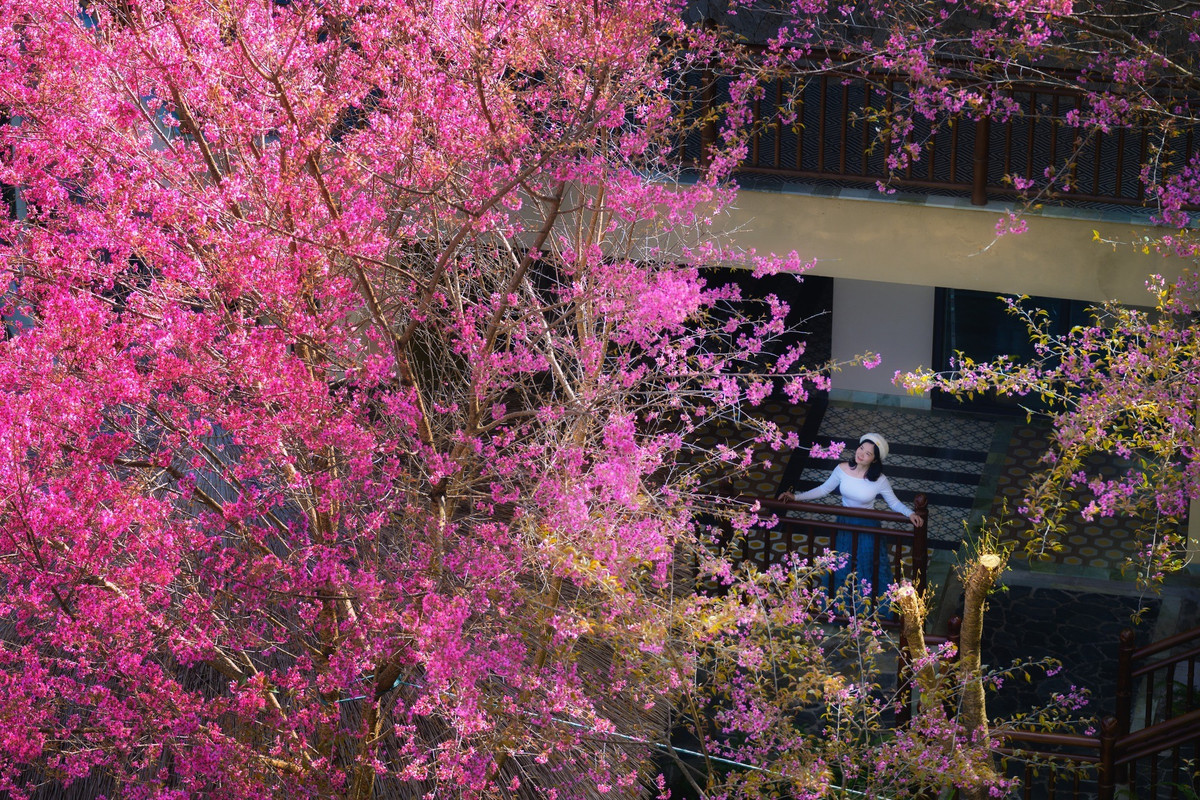 Thay vì lưu trú tại Ngã ba Kim, nhiều du khách chọn ở trung tâm Mù Cang Chải trong mùa hoa Tớ Dày bởi vị trí thuận lợi, nằm giữa các điểm hoa đẹp như La Pán Tẩn và Háng Gằng, đồng thời có nhiều homestay, quán ăn và dịch vụ hỗ trợ. Ảnh Lê Huy Hoàng