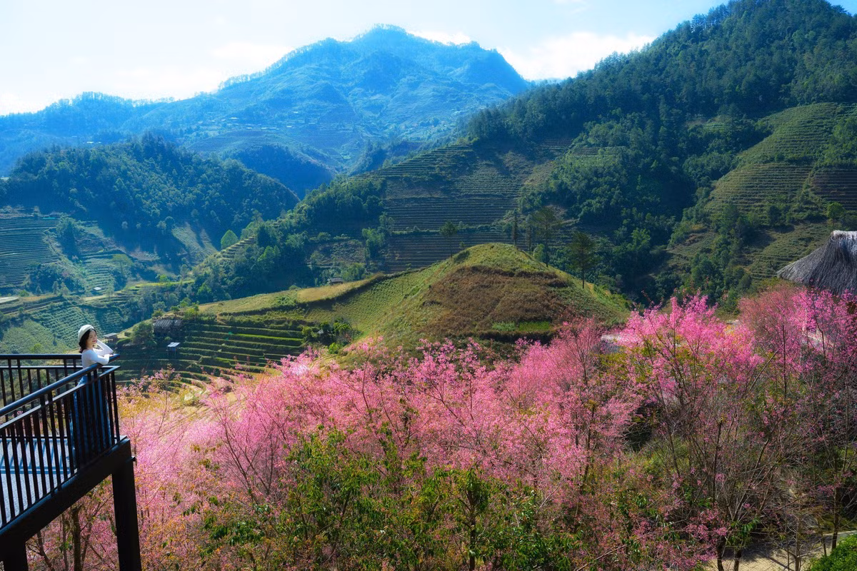 Từ Hà Nội, du khách có thể lựa chọn xe giường nằm cabin di chuyển thẳng lên Mù Cang Chải, thời gian đi khoảng 7–8 tiếng. Đến nơi vào sáng sớm, việc thuê xe máy tại homestay giúp du khách chủ động khám phá các điểm hoa. Các tuyến đường cơ bản đã được bê tông hóa nhưng có nhiều đoạn dốc, đòi hỏi xe khỏe và người lái vững tay. Ảnh Lê Huy Hoàng