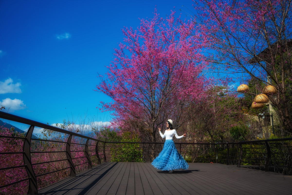 Không chỉ nổi tiếng với mùa lúa chín vào tháng 9, Mù Cang Chải những ngày đầu năm còn mang một vẻ đẹp rất khác, nhẹ nhàng và tinh khôi trong sắc trắng của hoa Tớ Dày. Thời điểm sau Tết Dương lịch, nhiều bản làng, sườn đồi và cung đường tại trung tâm huyện vẫn còn hoa nở rộ, trở thành điểm đến được du khách lựa chọn cho những chuyến đi ngắn ngày từ Hà Nội. Ảnh Lê Huy Hoàng