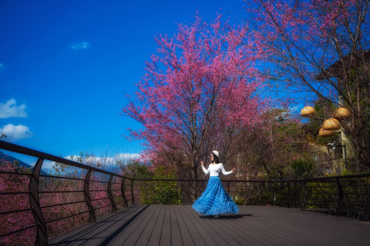 Không chỉ nổi tiếng với mùa lúa chín vào tháng 9, Mù Cang Chải những ngày đầu năm còn mang một vẻ đẹp rất khác, nhẹ nhàng và tinh khôi trong sắc trắng của hoa Tớ Dày. Thời điểm sau Tết Dương lịch, nhiều bản làng, sườn đồi và cung đường tại trung tâm huyện vẫn còn hoa nở rộ, trở thành điểm đến được du khách lựa chọn cho những chuyến đi ngắn ngày từ Hà Nội. Ảnh Lê Huy Hoàng