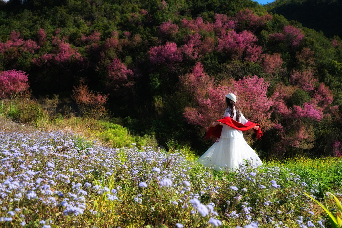 Do đi vào thời điểm cao điểm đầu năm, việc đặt xe và phòng lưu trú sớm là cần thiết. Ngoài ra, nên chuẩn bị tiền mặt để thanh toán vé tham quan tại các điểm hoa. Ảnh Lê Huy Hoàng