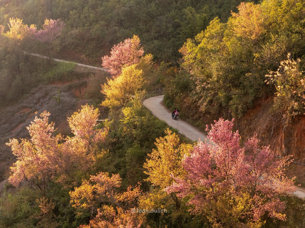 Ngày thứ hai, du khách có thể ghé Mý Háng – Mồ Dề, cách trung tâm khoảng 4 km. Dù hoa tại đây đã tàn một phần, khu vực này vẫn còn những góc chụp đáng chú ý, đặc biệt là các ngôi nhà trang trí bằng ngô mang đậm dấu ấn bản làng vùng cao. Trước khi rời Mù Cang Chải, du khách có thể dạo quanh trung tâm xã, nơi vẫn còn một số đoạn đường ven suối và lối vào bản Thái có hoa nở đẹp. Ảnh Quốc Toản