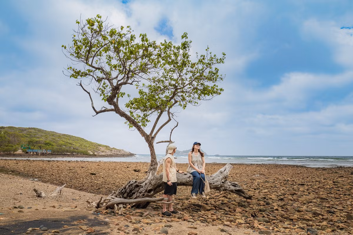 Bên cạnh đó, Côn Đảo còn là nơi lý tưởng để khám phá hệ sinh thái đặc biệt hiếm có. Vườn quốc gia Côn Đảo sở hữu nhiều loài động vật quý như khỉ mặt đỏ, chim biển, đặc biệt là rùa biển (vích). Ảnh Hồng Nhật