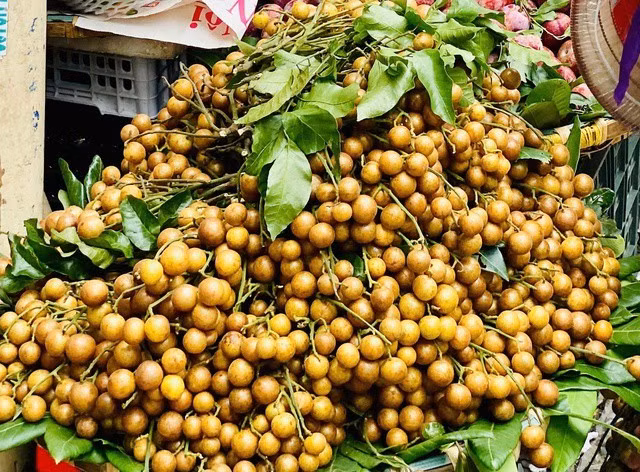 Quả quất hồng bì tuy nhỏ nhắn nhưng lại chứa đựng giá trị dinh dưỡng đáng kinh ngạc. Loại quả này từ lâu được biết đến trong ẩm thực và y học dân gian, nhưng chỉ gần đây, các nghiên cứu hiện đại mới chứng minh tiềm năng “thần kỳ” của nó đối với sức khỏe con người. Ảnh minh họa