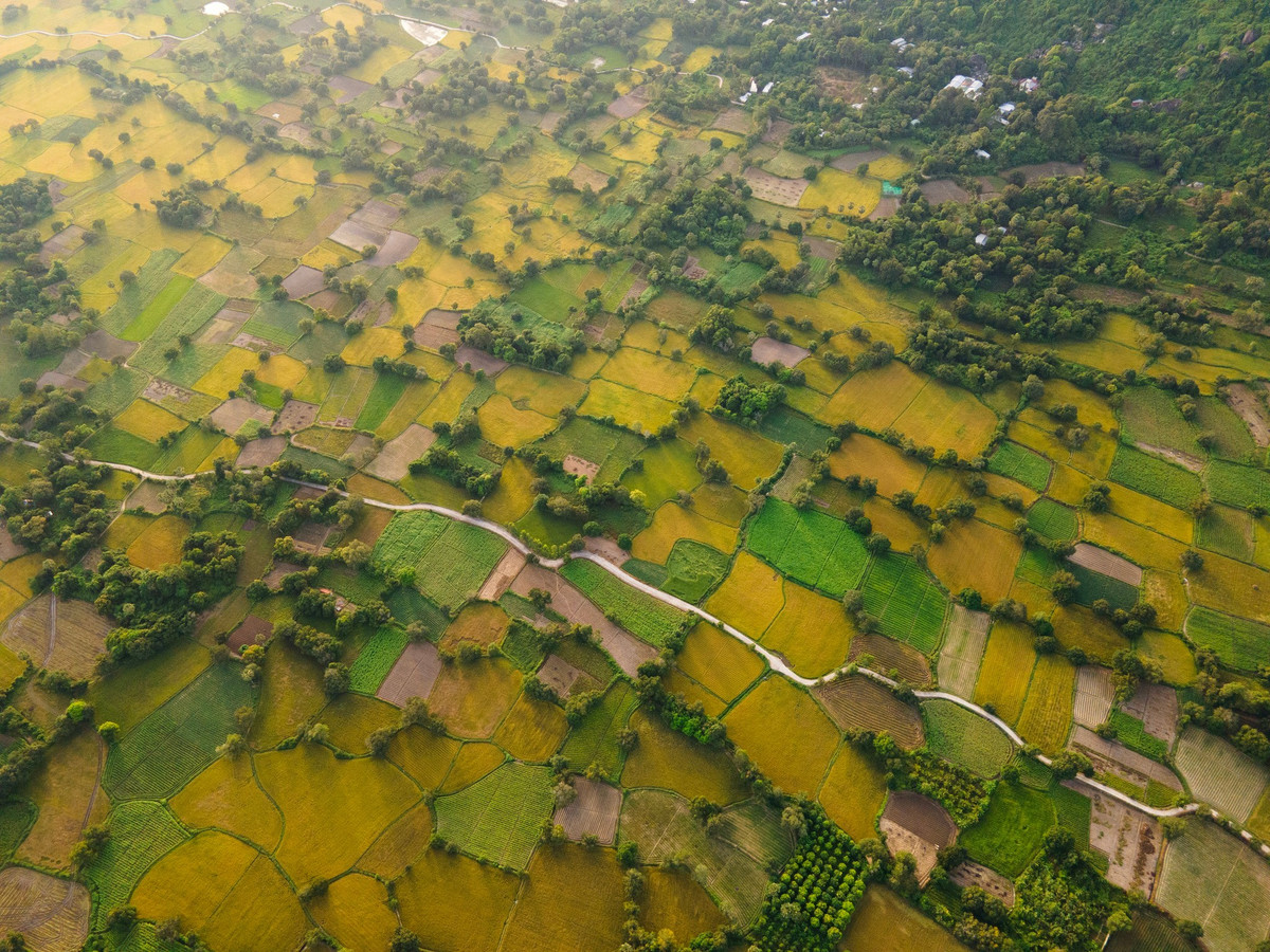बीच-बीच में ऊंचे ताड़ के पेड़ों की कतारें हैं - जो सात पर्वतीय क्षेत्र के प्रतीक हैं - साथ ही काजुपुट और मर्टल पेड़ों की छाया, ग्रामीण क्षेत्र के दृश्य को एक ऐसा आकर्षण प्रदान करती है जो अन्यत्र शायद ही देखने को मिलता है।