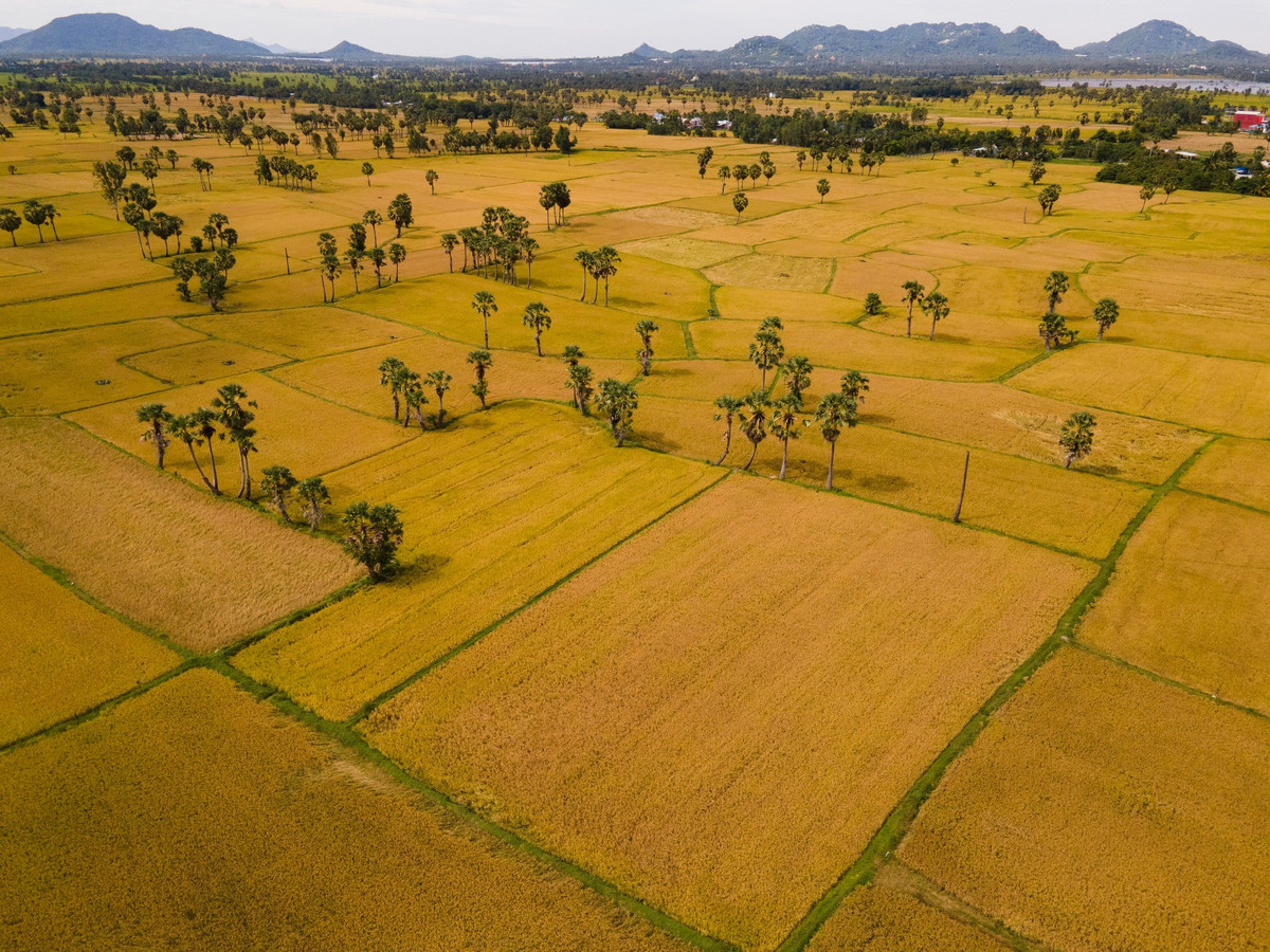 दोपहर में, सूरज पूरे मैदान को गहरे नारंगी रंग में रंग देता है, सीढ़ीनुमा खेतों की वक्रताएं धीरे-धीरे दिखाई देती हैं, जिससे फोटो खींचने के लिए उपयुक्त रोमांटिक दृश्य बनता है।