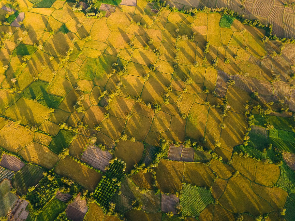 ऊपर से देखने पर पूरा खेत एक बहुरंगी कालीन की तरह दिखता है: चावल की फसल का रंग चमकीला पीला, युवा चावल के खेत का रंग हरा, तथा कटाई वाले क्षेत्र का रंग गहरा भूरा।