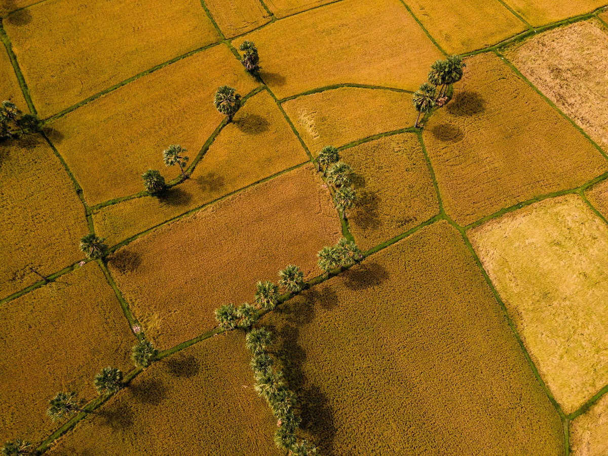 त्रि टोन न केवल अपने अनोखे प्राकृतिक दृश्यों के लिए जाना जाता है, बल्कि यहाँ लंबे समय से बसे खमेर समुदाय के सांस्कृतिक जीवन के कारण भी पर्यटकों को आकर्षित करता है। स्थानीय लोगों की सौम्यता, मिलनसार मुस्कान और आतिथ्य सत्कार यात्रा को और भी सुखद बना देते हैं।