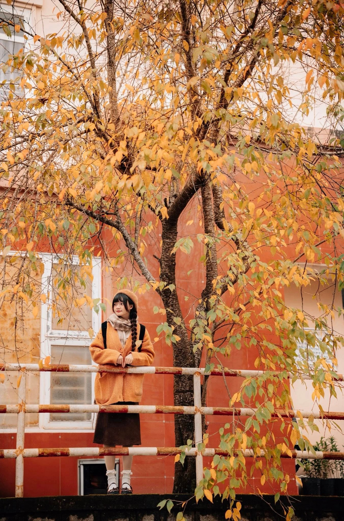 Không cần đi xa tới các quốc gia châu Âu hay Bắc Mỹ, ngay tại Đà Lạt, du khách đã có thể chiêm ngưỡng những quần thể phong lá đỏ đẹp mắt. Ảnh Đồng Ngô