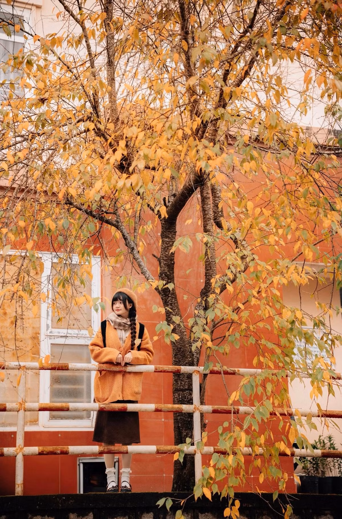 Không cần đi xa tới các quốc gia châu Âu hay Bắc Mỹ, ngay tại Đà Lạt, du khách đã có thể chiêm ngưỡng những quần thể phong lá đỏ đẹp mắt. Ảnh Đồng Ngô